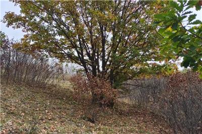 相對獨桿蒙古櫟，叢生蒙古櫟價格為什么會這么貴？